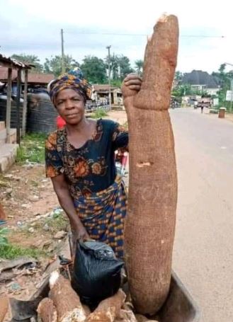 Mammonth Cassava