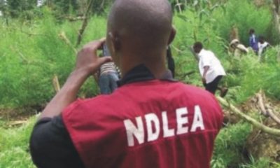 NDLEA Nabs 214 Drug Peddlers In Gombe