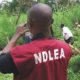 NDLEA Bursts Hemp, Codeine Consuming Joint In Kano, Nabs 51