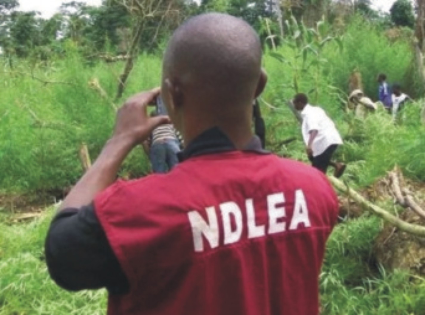 NDLEA Nabs 214 Drug Peddlers In Gombe