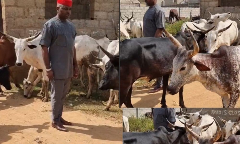 Kenneth Okonkwo Struggling With Cows