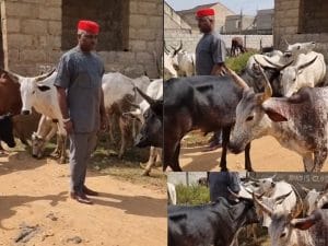Kenneth Okonkwo Struggling With Cows