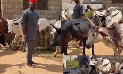 Kenneth Okonkwo Struggling With Cows