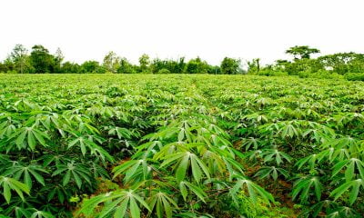 How To Start A Lucrative Cassava Farming