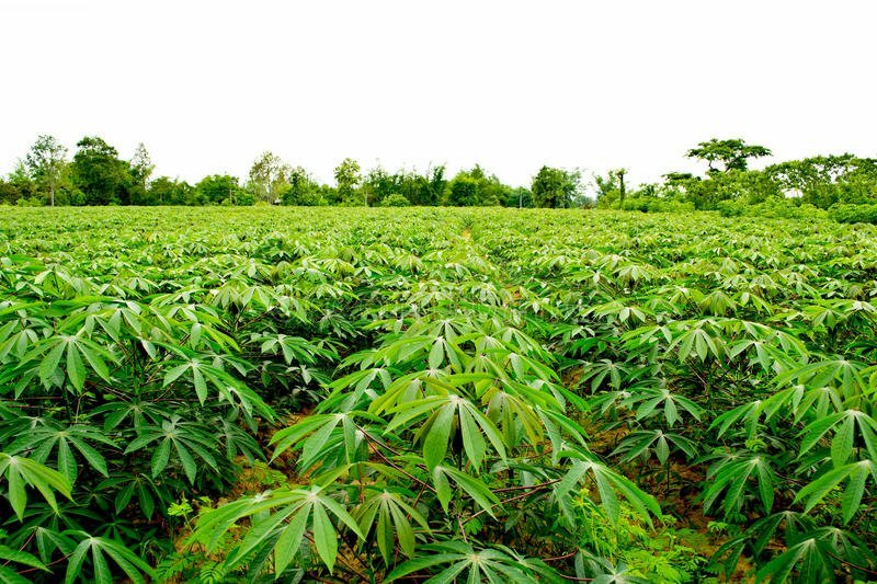 How To Start A Lucrative Cassava Farming