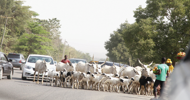 Anti-Open Grazing Bill Not Yet Signed Into Law In Edo State - Govt