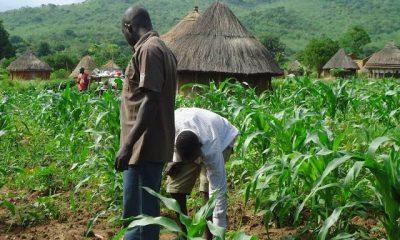 IFAD Moves To Create Easy Access To Agric Credit Facility For Farmers In Taraba