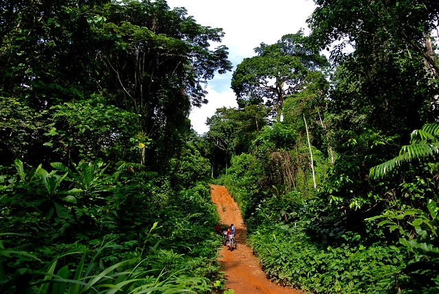 Growing Concern As Niger Delta’s Rainforest, Others Are Disappearing