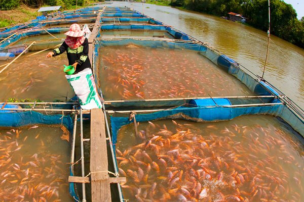 Over 20 Farmers Hospitalized In Ogun After Losing N500m To Flooding