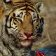 Indian Woman Fights Tiger To Rescue Her Son