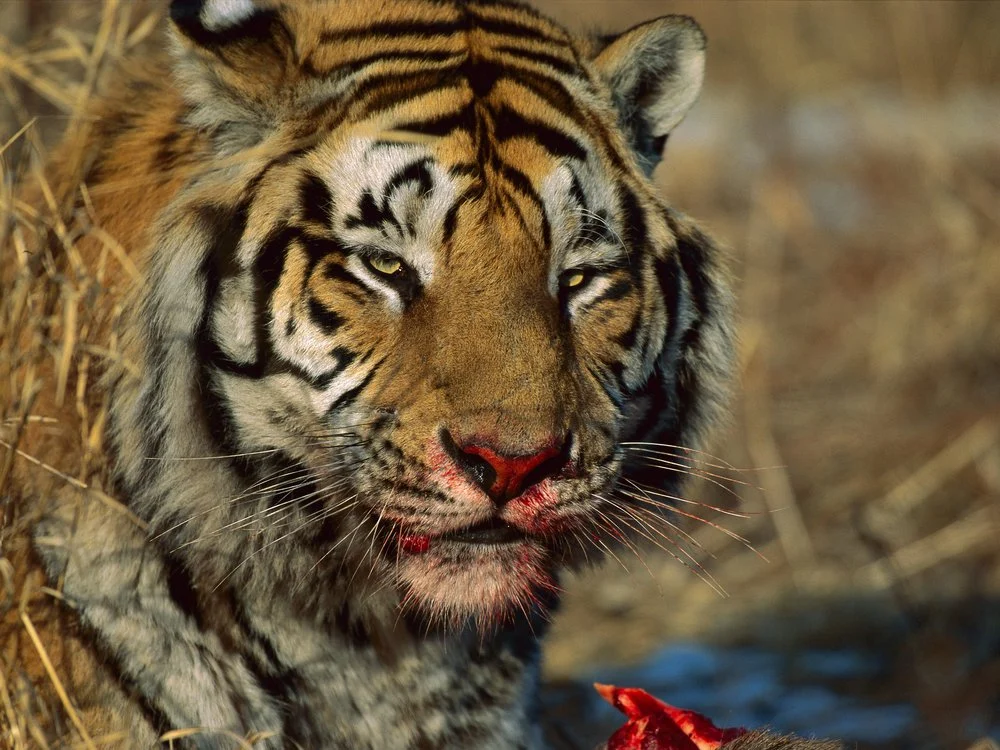 Indian Woman Fights Tiger To Rescue Her Son