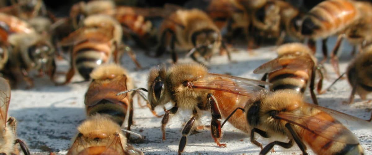 Video: Moment Bees Disrupt APC Rally, Displace Supporters In Kogi