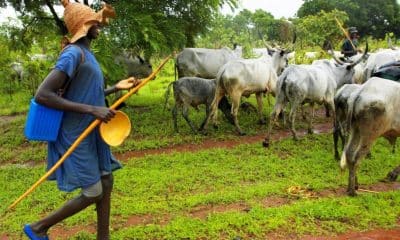 Anambra People No Long Rent Houses To Us - Fulani Herdsmen Laments