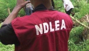 NDLEA Seizes 44.9kg Of Drugs In Multiple Operations, Arrests Suspects