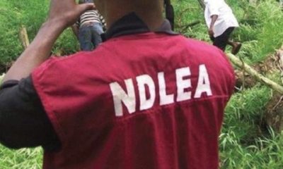 NDLEA Speaks On Recruiting Underage As Operative