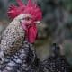 Court ‘Sentences’ Chicken To Death In Kano
