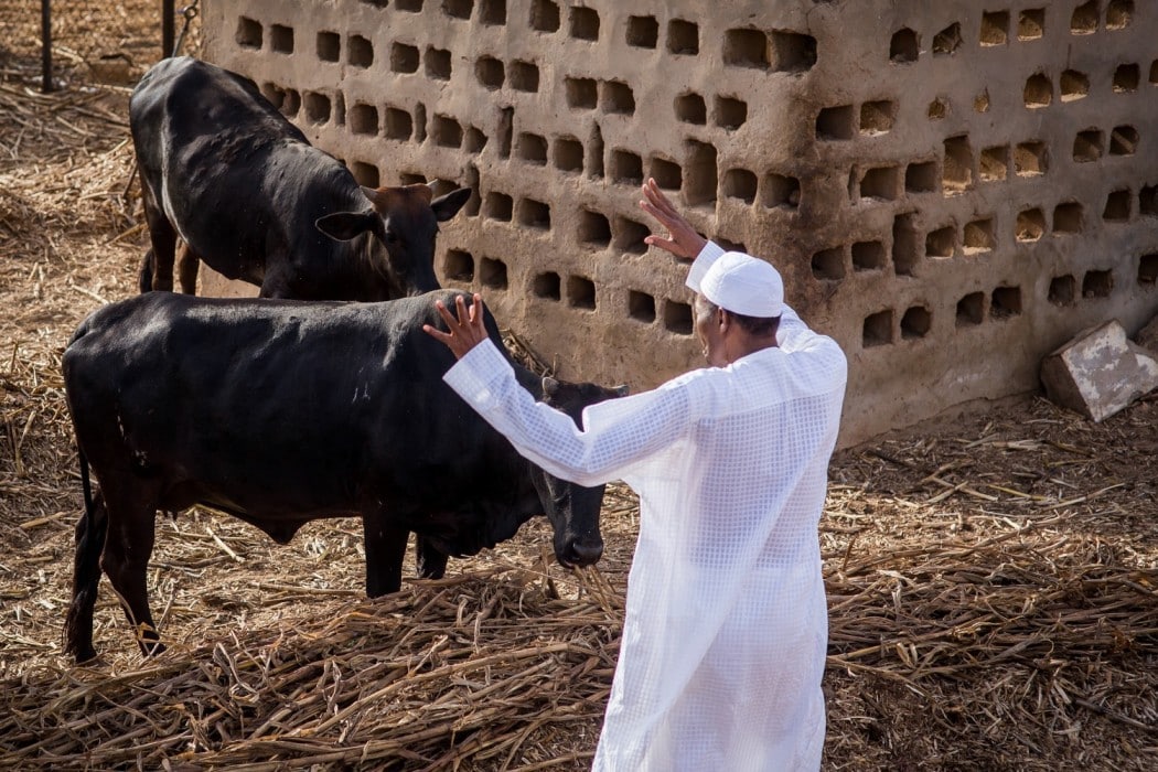 May 29: FG Unveils Inauguration Schedule Of Events As Buhari Sets For Pastoral Work