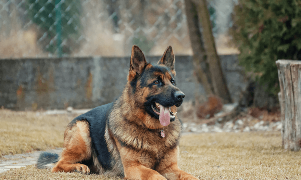 Police React As Dog Chases Man To Death In Ilorin