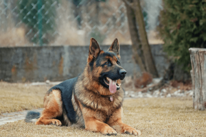 Police React As Dog Chases Man To Death In Ilorin