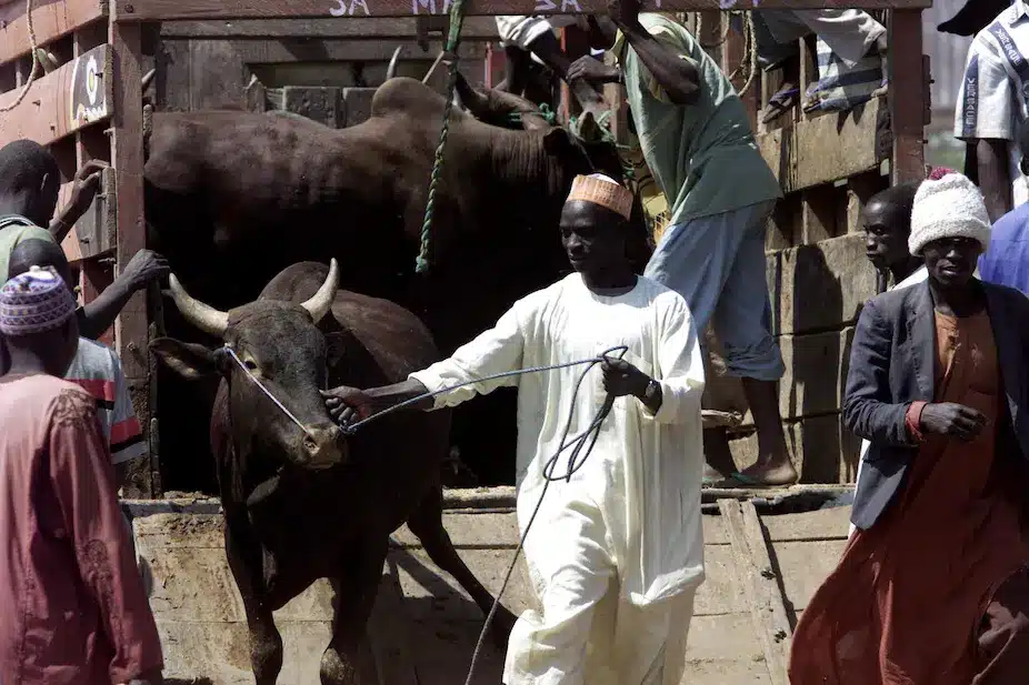 Zamfara Govt Shuts Down Eight Cattle Markets Over Banditry Activities