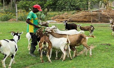 Kano Govt Budgets N160 Million For Vaccination Of Goats, Sheep