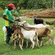Kano Govt Budgets N160 Million For Vaccination Of Goats, Sheep