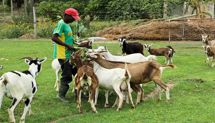 Kano Govt Budgets N160 Million For Vaccination Of Goats, Sheep