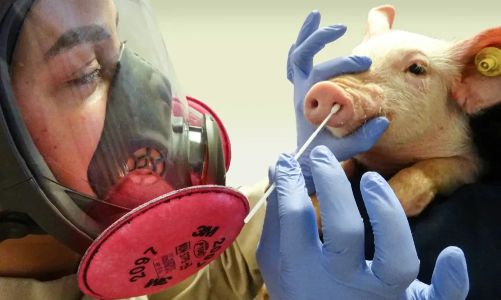 UK Reports First Human Case Of Swine Flu