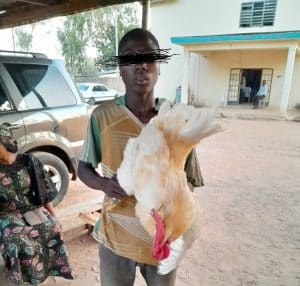 Police Arrest Adamawa Teenager For Allegedly 'Raping' A Chicken