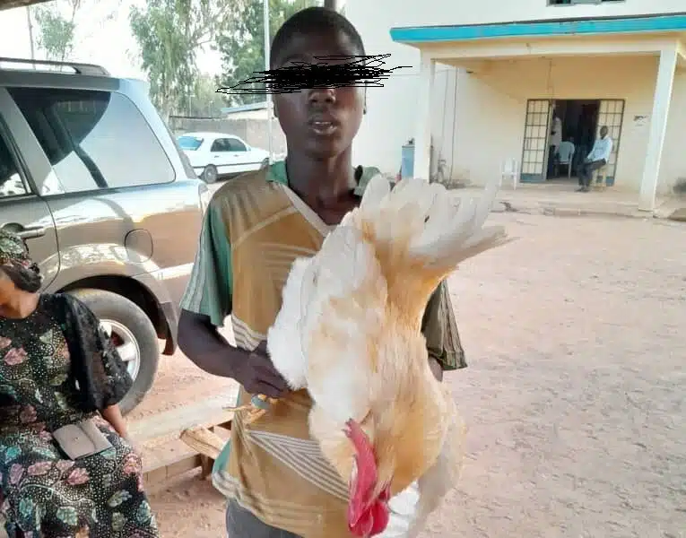 Police Arrest Adamawa Teenager For Allegedly 'Raping' A Chicken