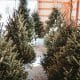 Woman Killed After Christmas Tree Fell On Her