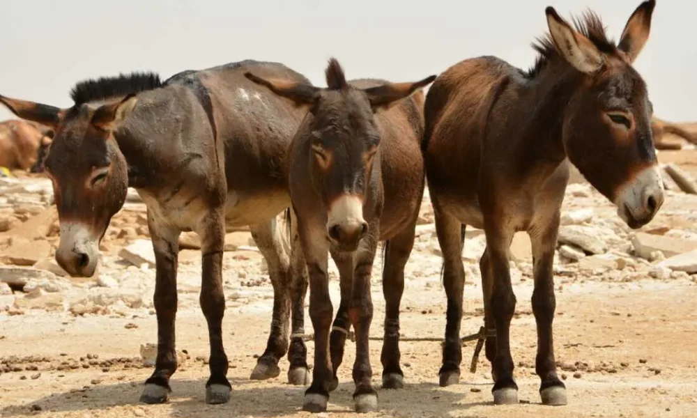 Nigeria Can Earn $60 Million Annually From Donkey Production – Farmers