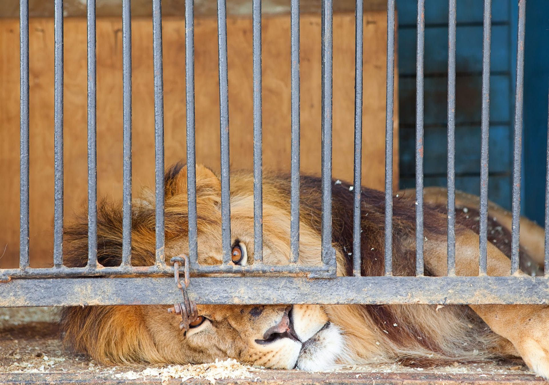 OAU Zoo Lion