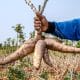 Nigeria Can Make More Money From Cassava - Says Tinubu's Minister, Nnaji