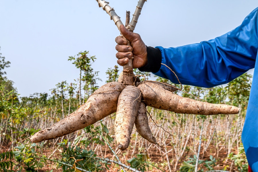 Nigeria Can Make More Money From Cassava - Says Tinubu's Minister, Nnaji