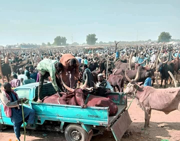 Yobe Cattle Marketers Protest Over Tax Hike