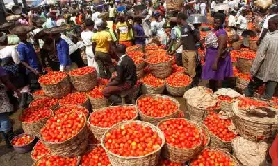 Threat Of Tomato Scarcity Emerges As Pest Ravages Kano Farms