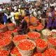Threat Of Tomato Scarcity Emerges As Pest Ravages Kano Farms