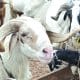 Eid-El-Kabir: 'What Muslims That Cannot Afford Ram Should Do'
