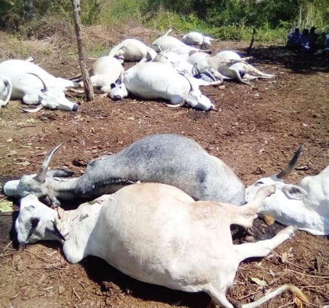 36 Cows Die After Eating Garden Eggs - Gov Mutfwang Orders Investigation