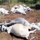 36 Cows Die After Eating Garden Eggs - Gov Mutfwang Orders Investigation