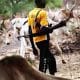 Miyetti Allah Tells President Tinubu To Protect Herdsmen