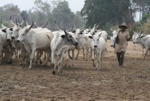 Benue Killings: Tiv Tradition Rulers Give Herdsmen 10 Days To Leave