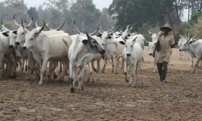 Miyetti Allah Calls For An End To Open Grazing