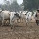 Miyetti Allah Calls For An End To Open Grazing