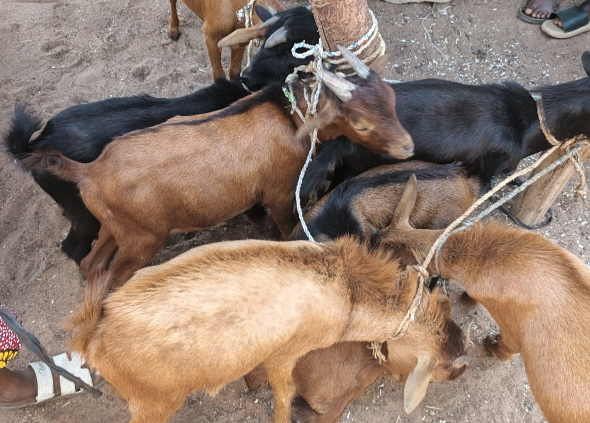 Picture taken at Kara Market in Igbeti on Thursday, 19 March, 2026 ahead of Eid Al-Fitr celebration