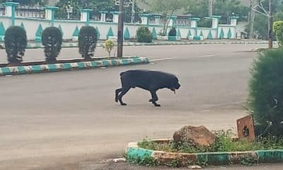 Stray Dog