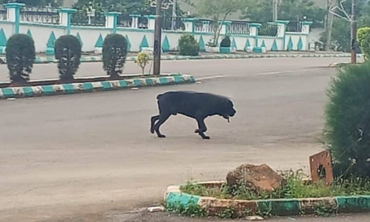 Stray Dog