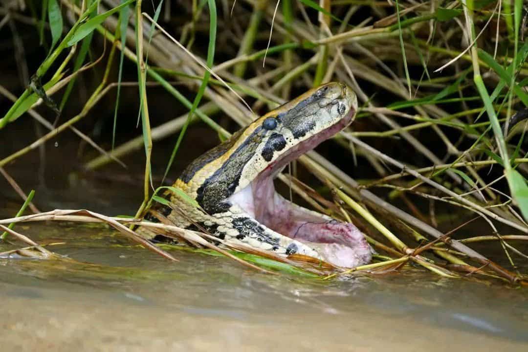 Photos: African Rock Python Released Into National Park