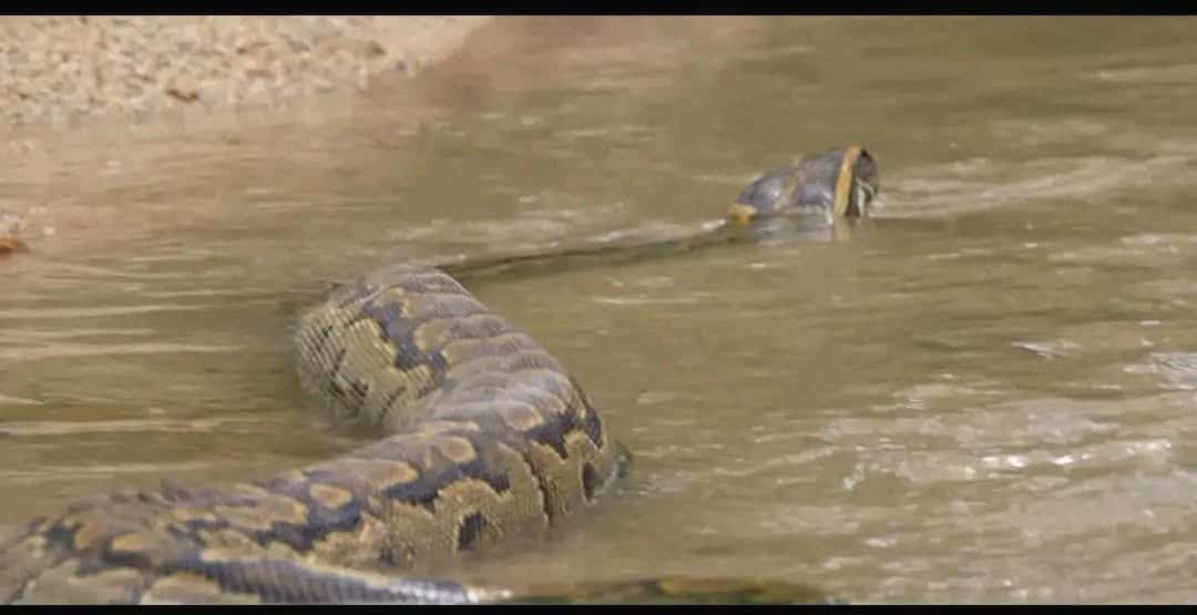 Photos: African Rock Python Released Into National Park